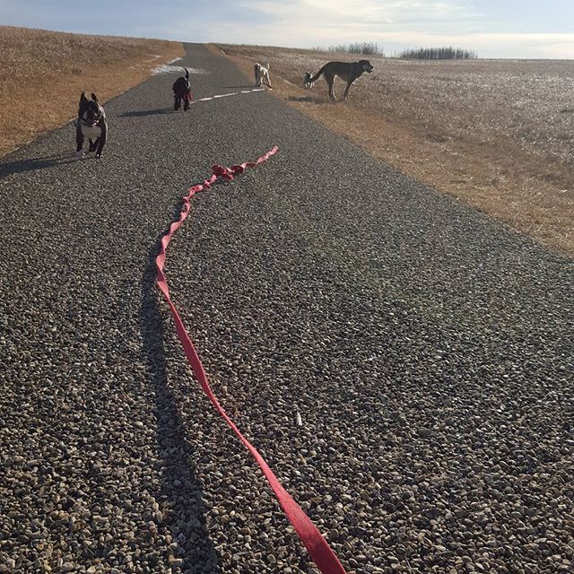 Here are some happy dawgs!!! #sunshine #summer #dogs #packwalks #dogwalker #nwcalgary #yyc