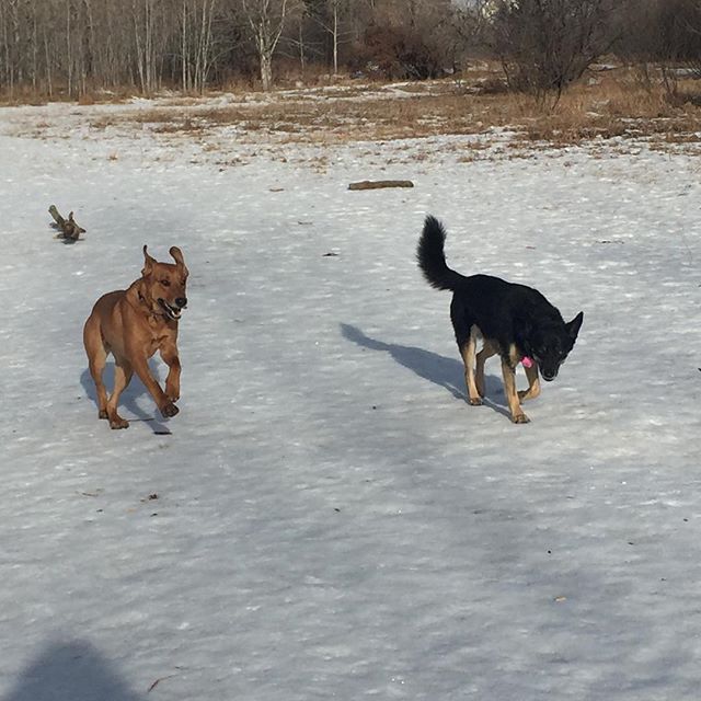 Here are some happy dawgs!!! #sunshine #summer #dogs #packwalks #dogwalker #nwcalgary #yyc