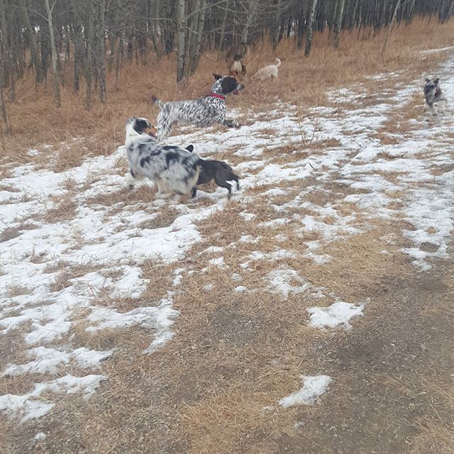 Here are some happy dawgs!!! #sunshine #summer #dogs #packwalks #dogwalker #nwcalgary #yyc