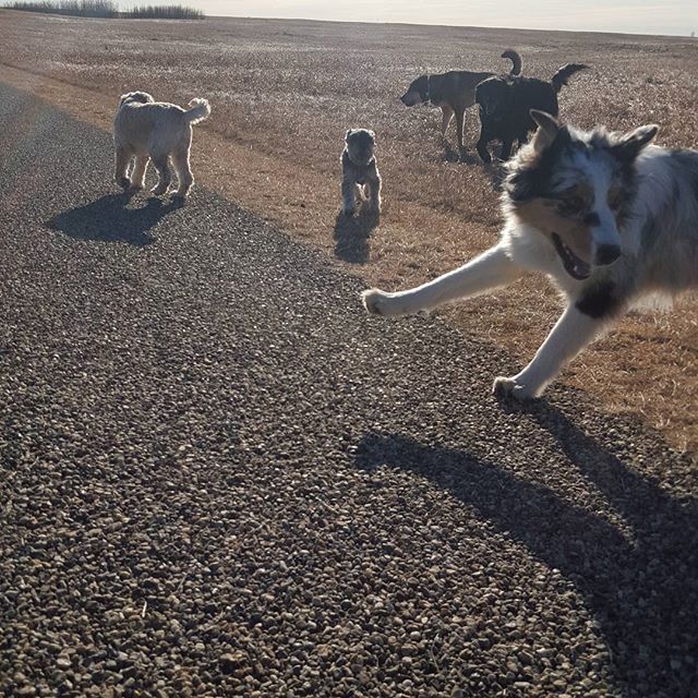 Here are some happy dawgs!!! #sunshine #summer #dogs #packwalks #dogwalker #nwcalgary #yyc