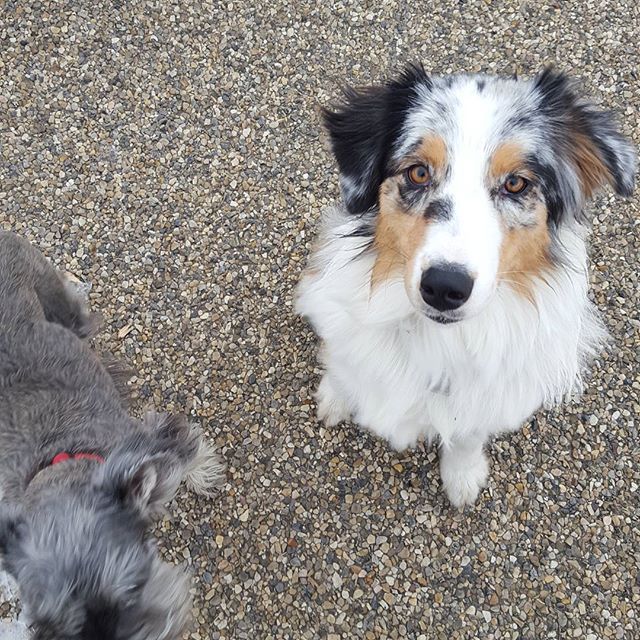 Here are some happy dawgs!!! #sunshine #summer #dogs #packwalks #dogwalker #nwcalgary #yyc