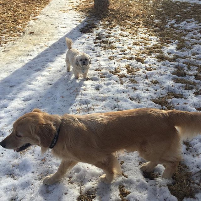 Here are some happy dawgs!!! #sunshine #summer #dogs #packwalks #dogwalker #nwcalgary #yyc