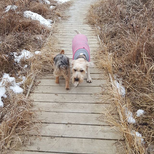 Here are some happy dawgs!!! #sunshine #summer #dogs #packwalks #dogwalker #nwcalgary #yyc