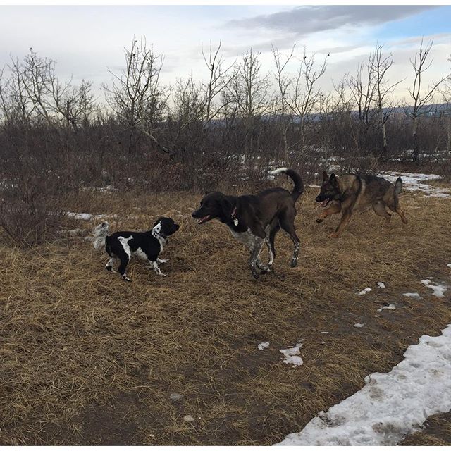 Here are some happy dawgs!!! #sunshine #summer #dogs #packwalks #dogwalker #nwcalgary #yyc