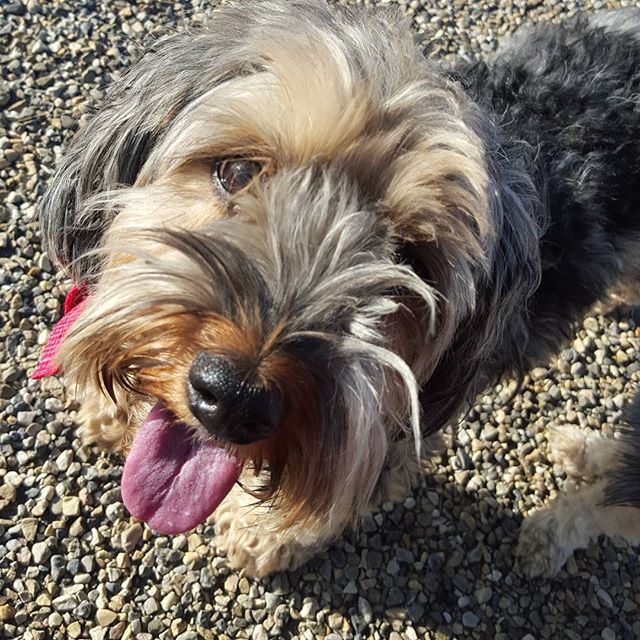 Here are some happy dawgs!!! #sunshine #summer #dogs #packwalks #dogwalker #nwcalgary #yyc