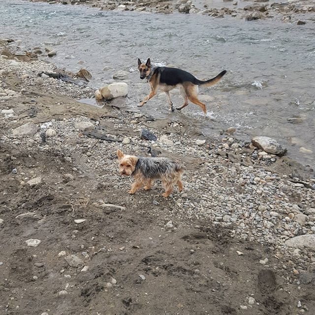 Here are some happy dawgs!!! #sunshine #summer #dogs #packwalks #dogwalker #nwcalgary #yyc