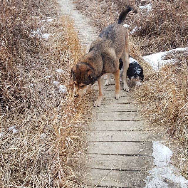 Here are some happy dawgs!!! #sunshine #summer #dogs #packwalks #dogwalker #nwcalgary #yyc