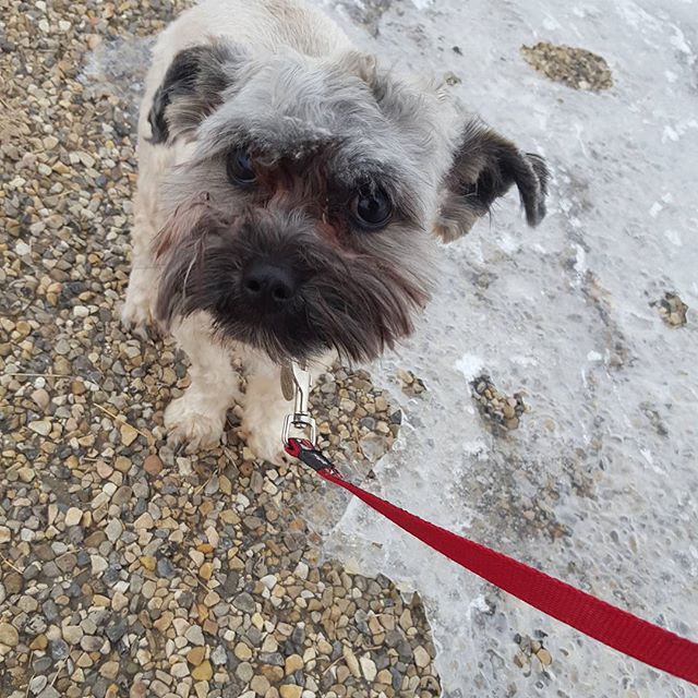 Here are some happy dawgs!!! #sunshine #summer #dogs #packwalks #dogwalker #nwcalgary #yyc