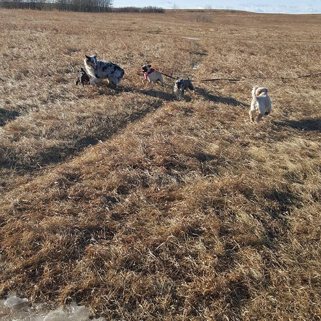 Here are some happy dawgs!!! #sunshine #summer #dogs #packwalks #dogwalker #nwcalgary #yyc