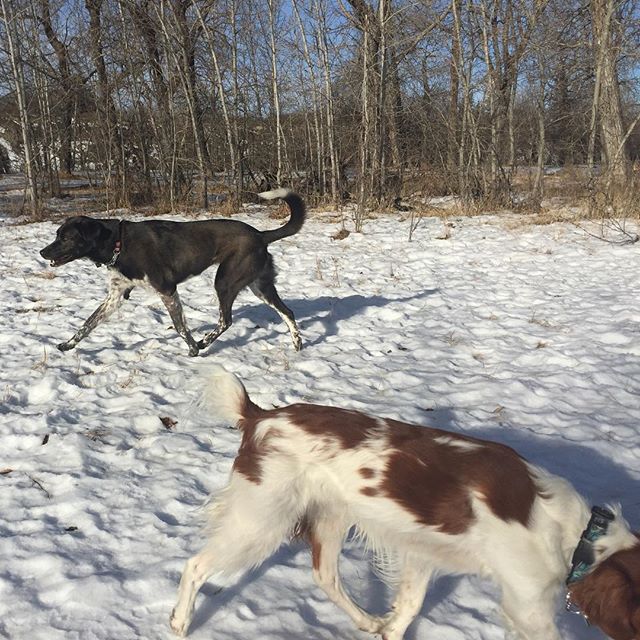 Here are some happy dawgs!!! #sunshine #summer #dogs #packwalks #dogwalker #nwcalgary #yyc