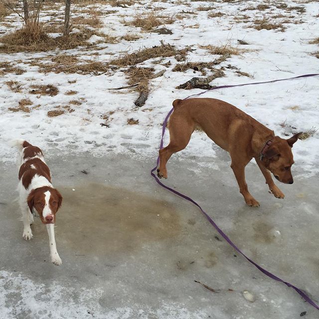 Here are some happy dawgs!!! #sunshine #summer #dogs #packwalks #dogwalker #nwcalgary #yyc