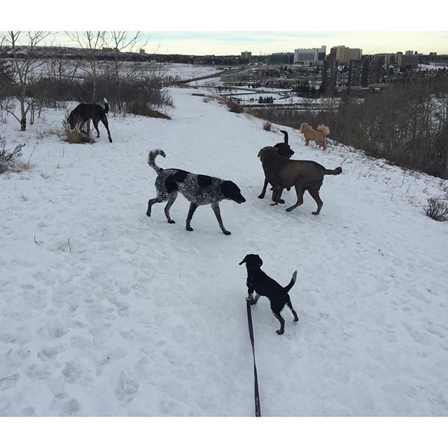 Here are some happy dawgs!!! #sunshine #summer #dogs #packwalks #dogwalker #nwcalgary #yyc
