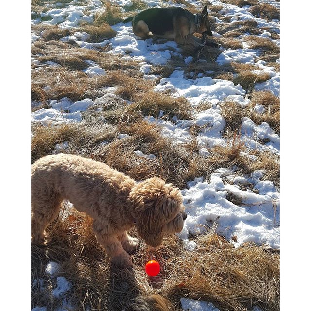 Here are some happy dawgs!!! #sunshine #summer #dogs #packwalks #dogwalker #nwcalgary #yyc