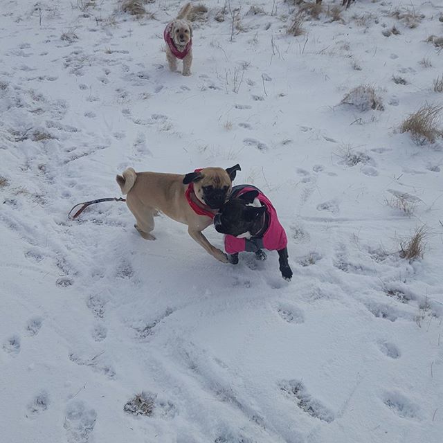 Here are some happy dawgs!!! #sunshine #summer #dogs #packwalks #dogwalker #nwcalgary #yyc