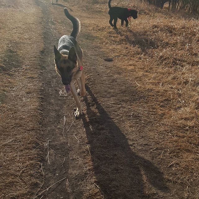Here are some happy dawgs!!! #sunshine #summer #dogs #packwalks #dogwalker #nwcalgary #yyc