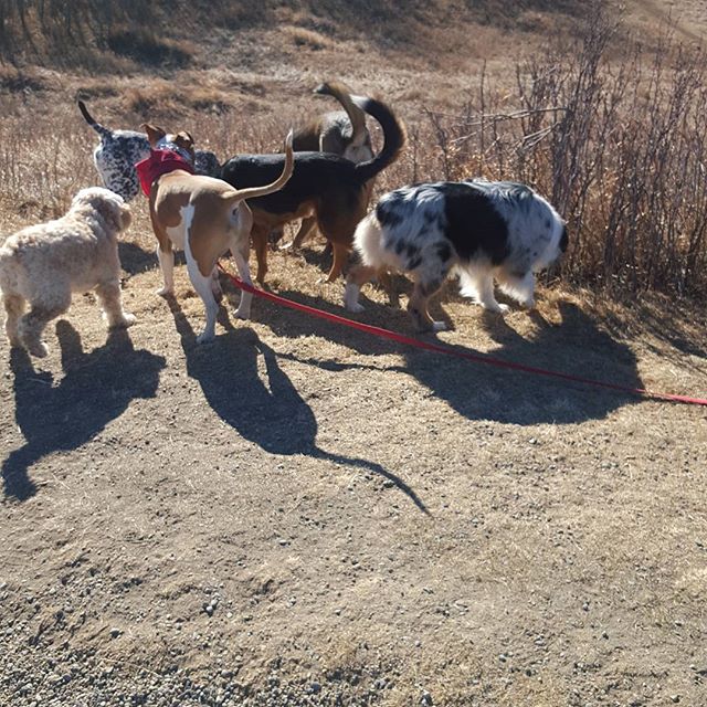 Here are some happy dawgs!!! #sunshine #summer #dogs #packwalks #dogwalker #nwcalgary #yyc