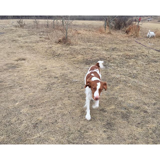 Here are some happy dawgs!!! #sunshine #summer #dogs #packwalks #dogwalker #nwcalgary #yyc