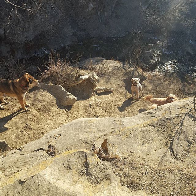 Here are some happy dawgs!!! #sunshine #summer #dogs #packwalks #dogwalker #nwcalgary #yyc