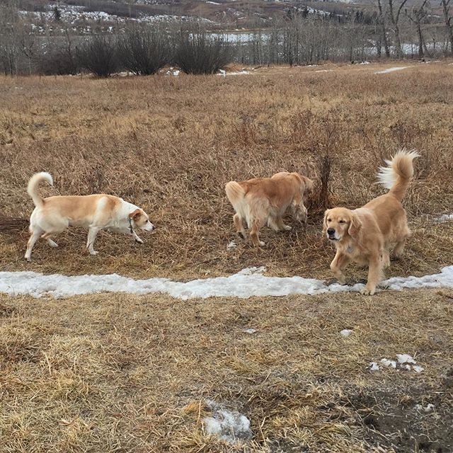 Here are some happy dawgs!!! #sunshine #summer #dogs #packwalks #dogwalker #nwcalgary #yyc