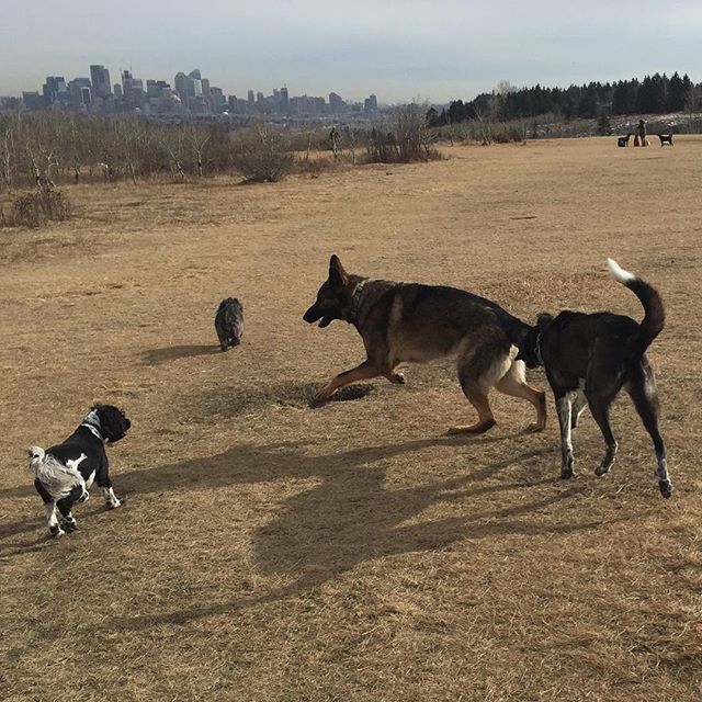 Here are some happy dawgs!!! #sunshine #summer #dogs #packwalks #dogwalker #nwcalgary #yyc
