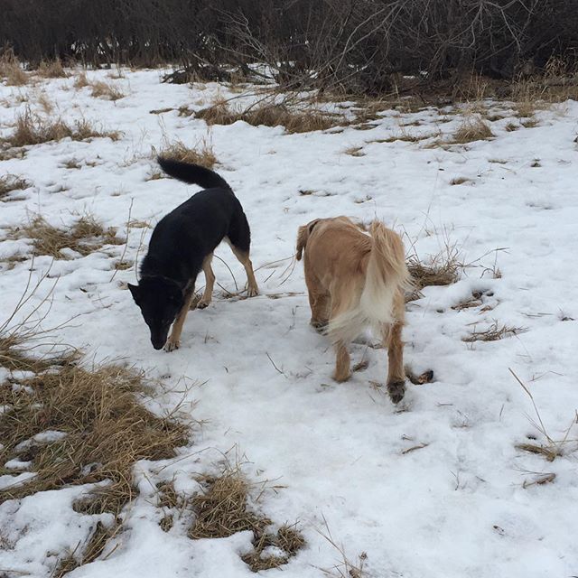 Here are some happy dawgs!!! #sunshine #summer #dogs #packwalks #dogwalker #nwcalgary #yyc