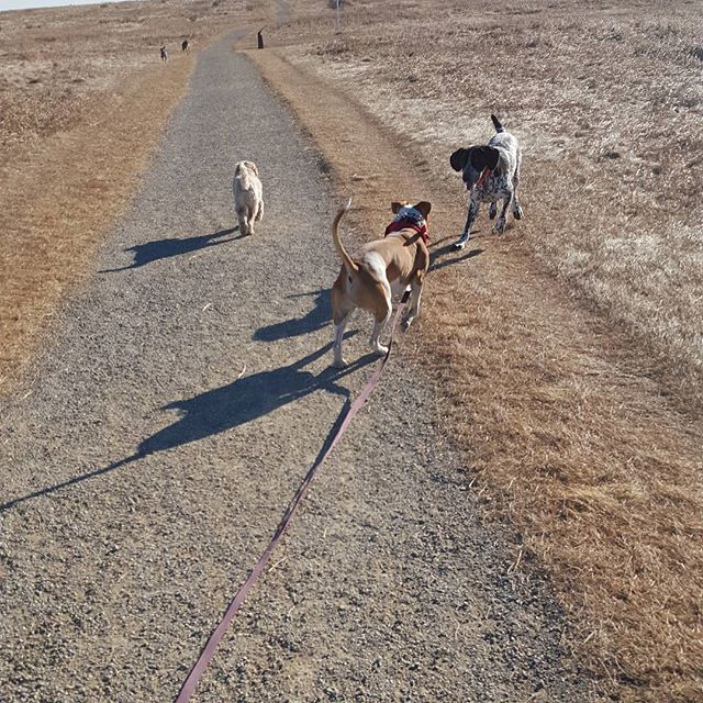 Here are some happy dawgs!!! #sunshine #summer #dogs #packwalks #dogwalker #nwcalgary #yyc