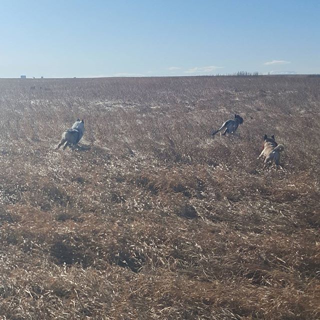 Here are some happy dawgs!!! #sunshine #summer #dogs #packwalks #dogwalker #nwcalgary #yyc