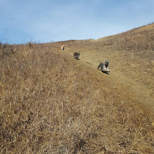 Here are some happy dawgs!!! #sunshine #summer #dogs #packwalks #dogwalker #nwcalgary #yyc