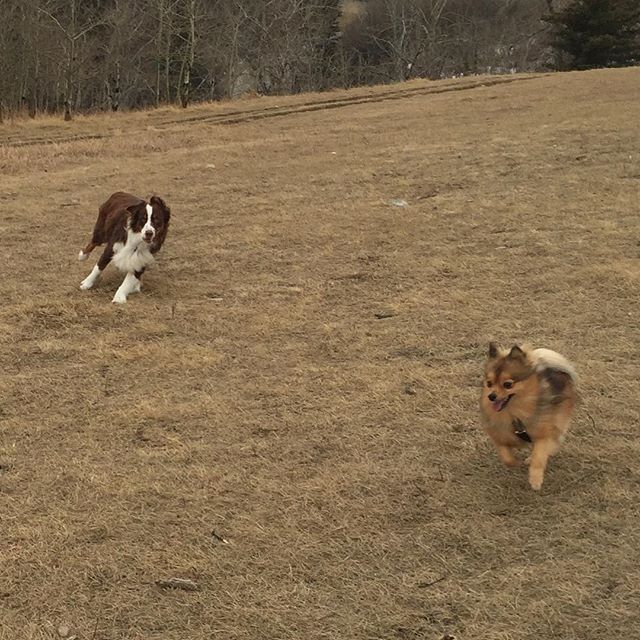 Here are some happy dawgs!!! #sunshine #summer #dogs #packwalks #dogwalker #nwcalgary #yyc