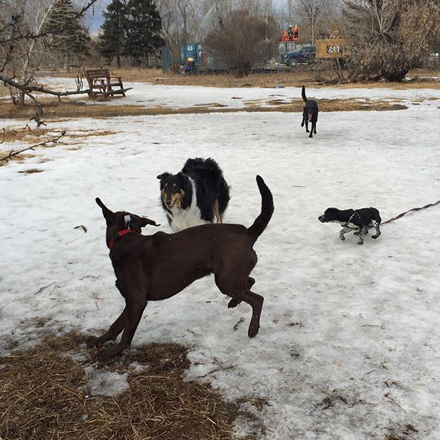 Here are some happy dawgs!!! #sunshine #summer #dogs #packwalks #dogwalker #nwcalgary #yyc