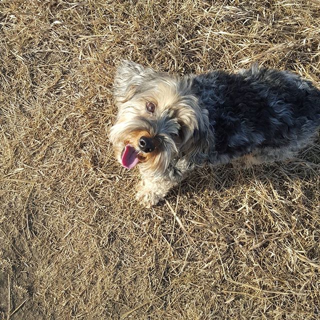 Here are some happy dawgs!!! #sunshine #summer #dogs #packwalks #dogwalker #nwcalgary #yyc