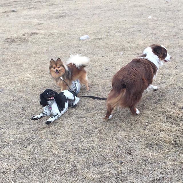 Here are some happy dawgs!!! #sunshine #summer #dogs #packwalks #dogwalker #nwcalgary #yyc