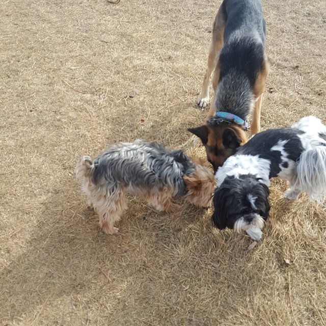 Here are some happy dawgs!!! #sunshine #summer #dogs #packwalks #dogwalker #nwcalgary #yyc