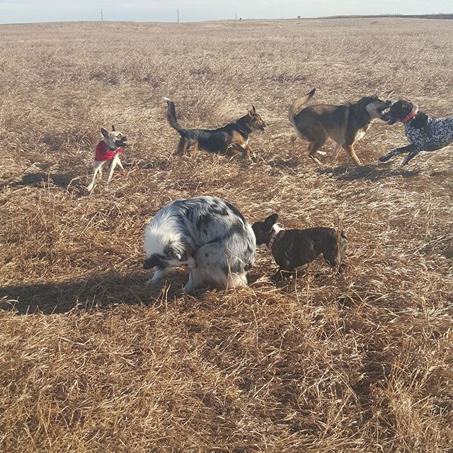 Here are some happy dawgs!!! #sunshine #summer #dogs #packwalks #dogwalker #nwcalgary #yyc