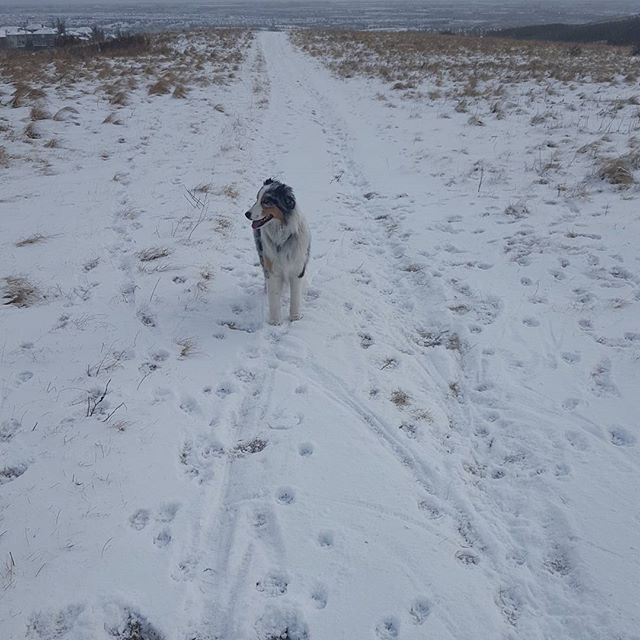 Here are some happy dawgs!!! #sunshine #summer #dogs #packwalks #dogwalker #nwcalgary #yyc