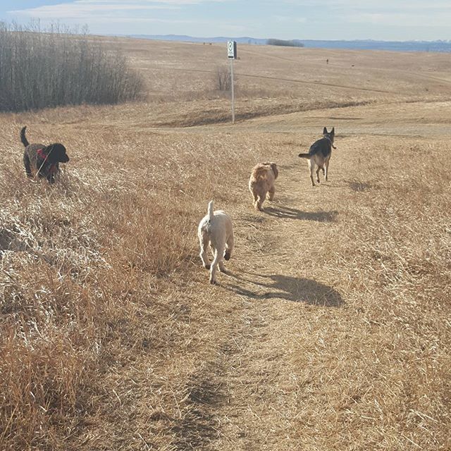 Here are some happy dawgs!!! #sunshine #summer #dogs #packwalks #dogwalker #nwcalgary #yyc