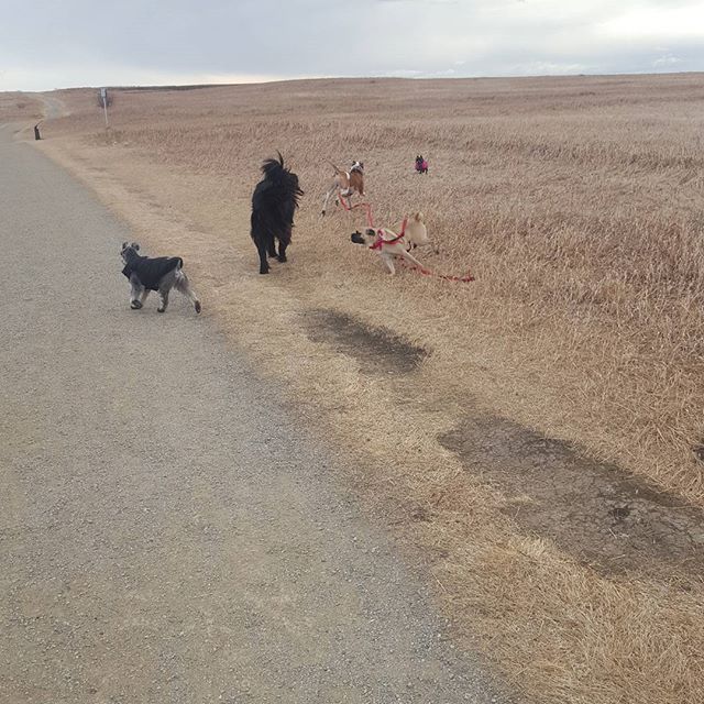 Here are some happy dawgs!!! #sunshine #summer #dogs #packwalks #dogwalker #nwcalgary #yyc