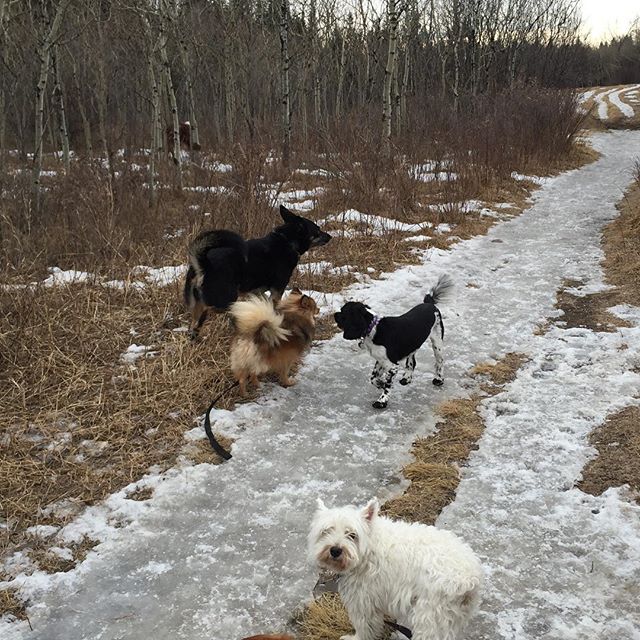 Here are some happy dawgs!!! #sunshine #summer #dogs #packwalks #dogwalker #nwcalgary #yyc