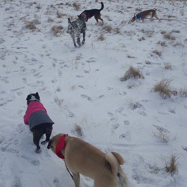 Here are some happy dawgs!!! #sunshine #summer #dogs #packwalks #dogwalker #nwcalgary #yyc