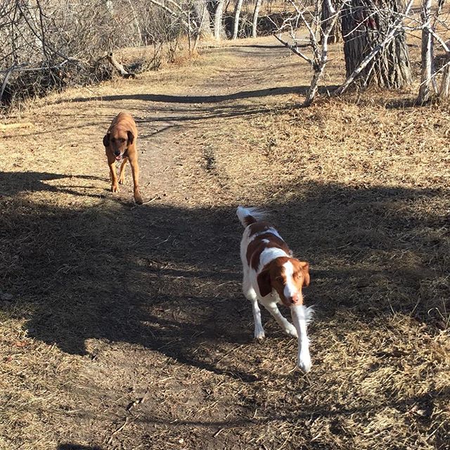 Here are some happy dawgs!!! #sunshine #summer #dogs #packwalks #dogwalker #nwcalgary #yyc