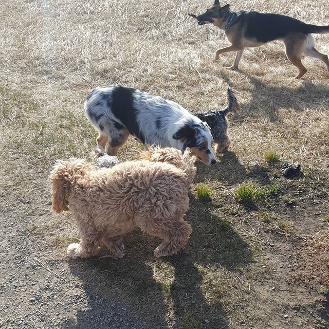 Here are some happy dawgs!!! #sunshine #summer #dogs #packwalks #dogwalker #nwcalgary #yyc