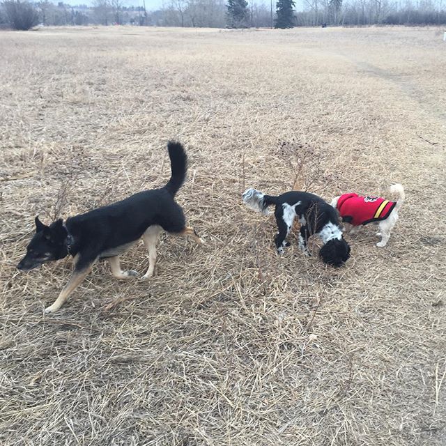 Here are some happy dawgs!!! #sunshine #summer #dogs #packwalks #dogwalker #nwcalgary #yyc