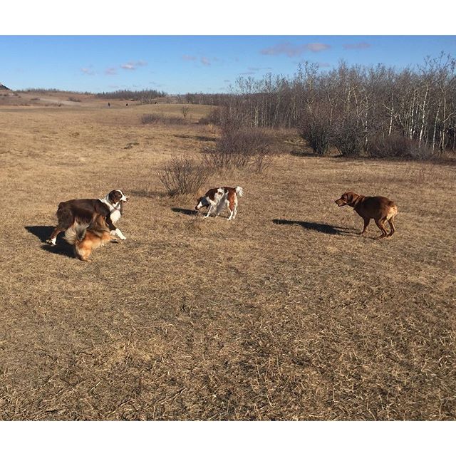 Here are some happy dawgs!!! #sunshine #summer #dogs #packwalks #dogwalker #nwcalgary #yyc