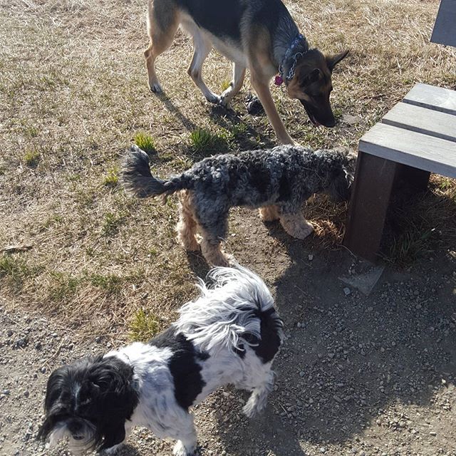 Here are some happy dawgs!!! #sunshine #summer #dogs #packwalks #dogwalker #nwcalgary #yyc