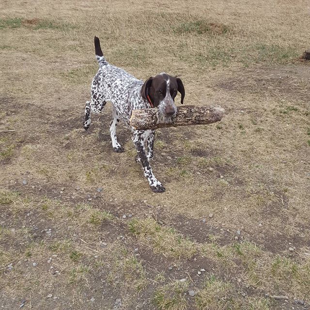 Here are some happy dawgs!!! #sunshine #summer #dogs #packwalks #dogwalker #nwcalgary #yyc