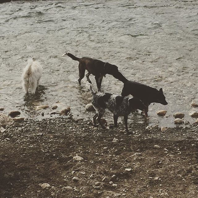 Here are some happy dawgs!!! #sunshine #summer #dogs #packwalks #dogwalker #nwcalgary #yyc