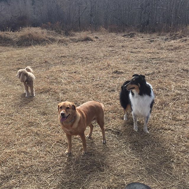 Here are some happy dawgs!!! #sunshine #summer #dogs #packwalks #dogwalker #nwcalgary #yyc