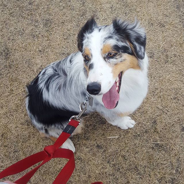 Here are some happy dawgs!!! #sunshine #summer #dogs #packwalks #dogwalker #nwcalgary #yyc