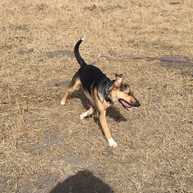 Here are some happy dawgs!!! #sunshine #summer #dogs #packwalks #dogwalker #nwcalgary #yyc