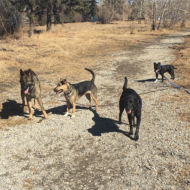 Here are some happy dawgs!!! #sunshine #summer #dogs #packwalks #dogwalker #nwcalgary #yyc